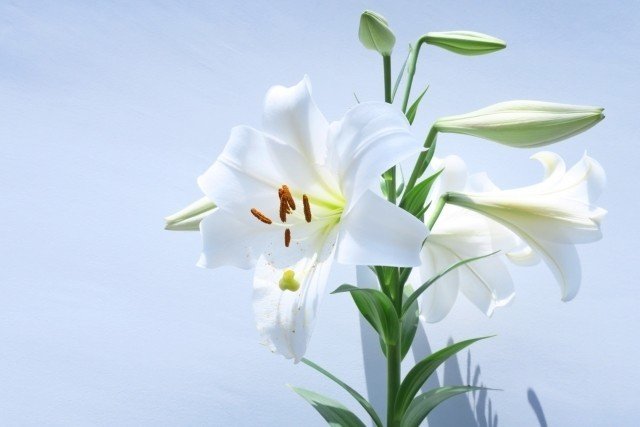 ステンドグラスの花考察 Fg ダクソ考察 Note ステンドグラスの花考察 Fg ダクソ考察 Note