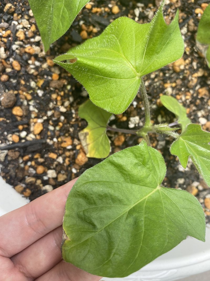 朝顔と秋桜 二十八日目 雲丹 Note 朝顔と秋桜 二十八日目 雲丹 Note