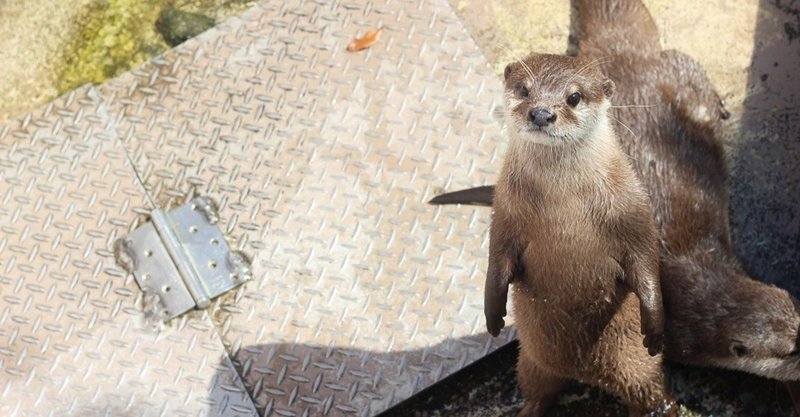 3分で読める パンダと自由気ままな動物たちが見られる アドベンチャーワールド 旅行記 いけだ さえ 猫好き国内トラベラー Note 3分で読める パンダと自由気ままな動物たちが見られる アドベンチャーワールド 旅行記 いけだ さえ 猫好き国内トラベラー Note