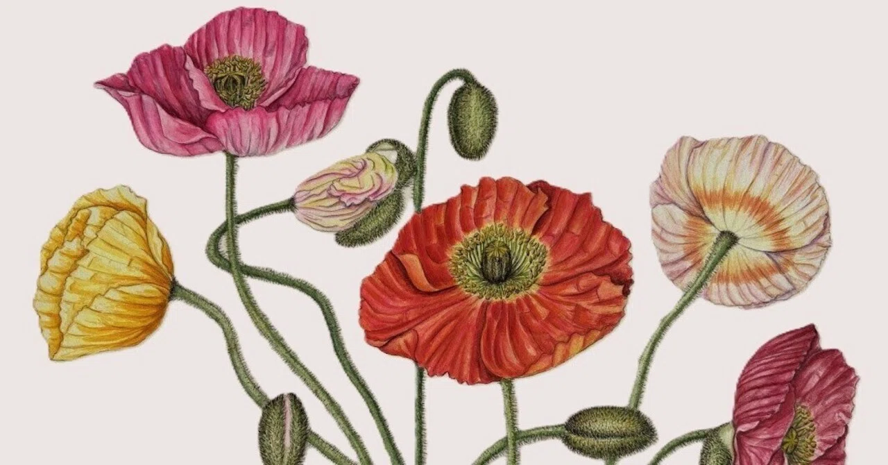 植物画・ボタニカルアート】アイスランドポピーの花束｜かりあ