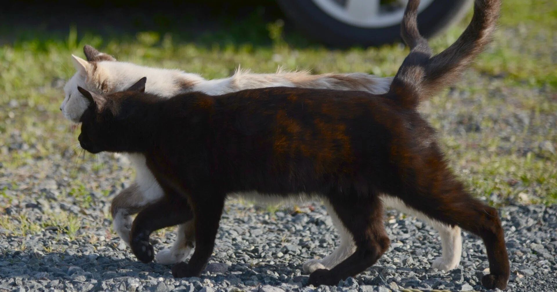（2008）猫シンクロ（透明2重スリーブ付き） 取り寄せ品】コーチョー ネオ砂クイック6L（4972316210601）｜猫用品