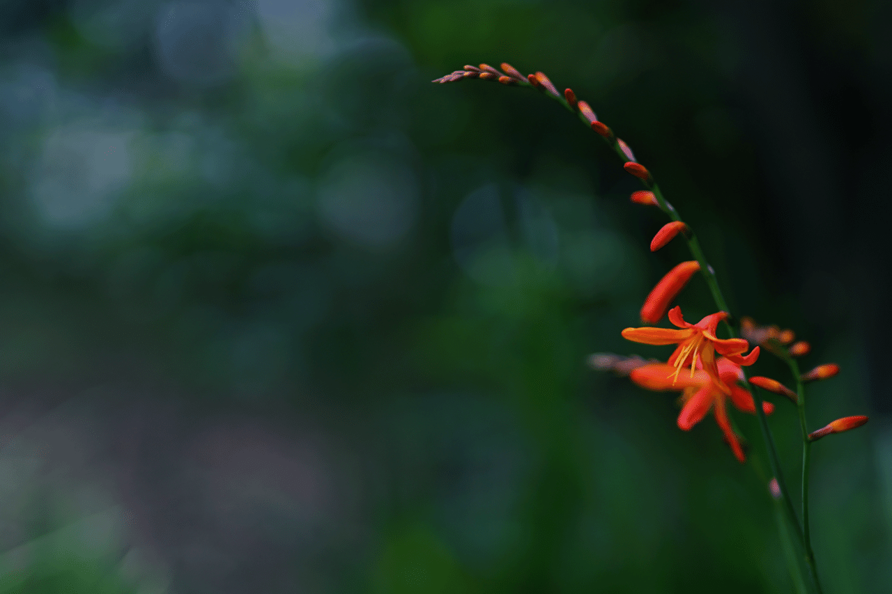 姫扇水仙 Ryoko Yunoki Note