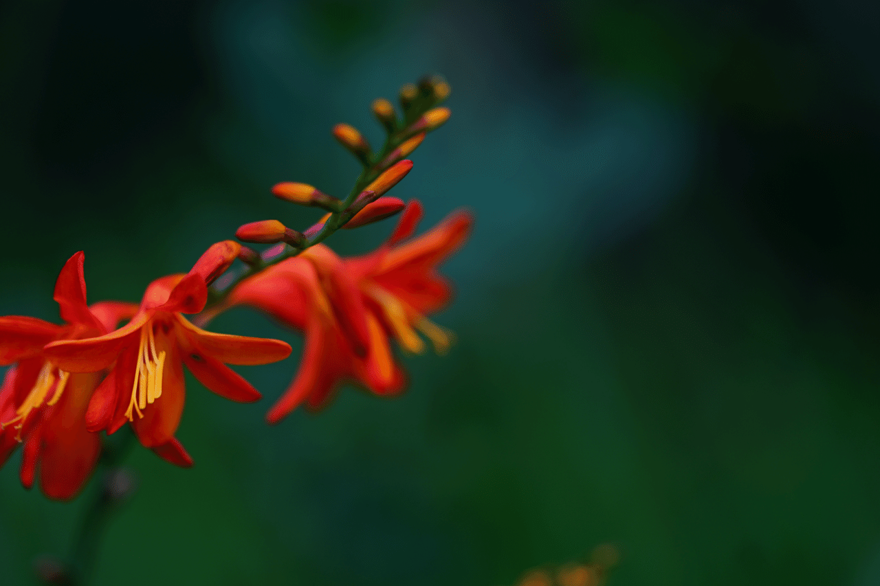 姫扇水仙 Ryoko Yunoki Note