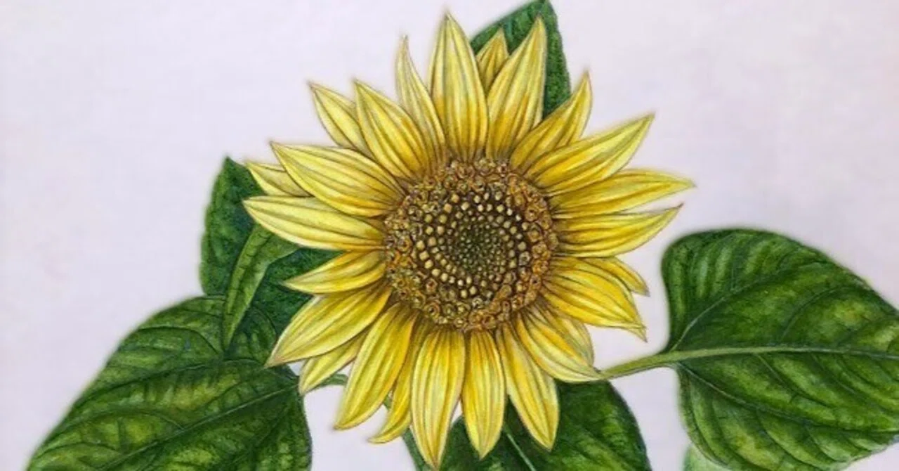 植物画・ボタニカルアート】ヒマワリ（向日葵）は太陽の花｜かりあ