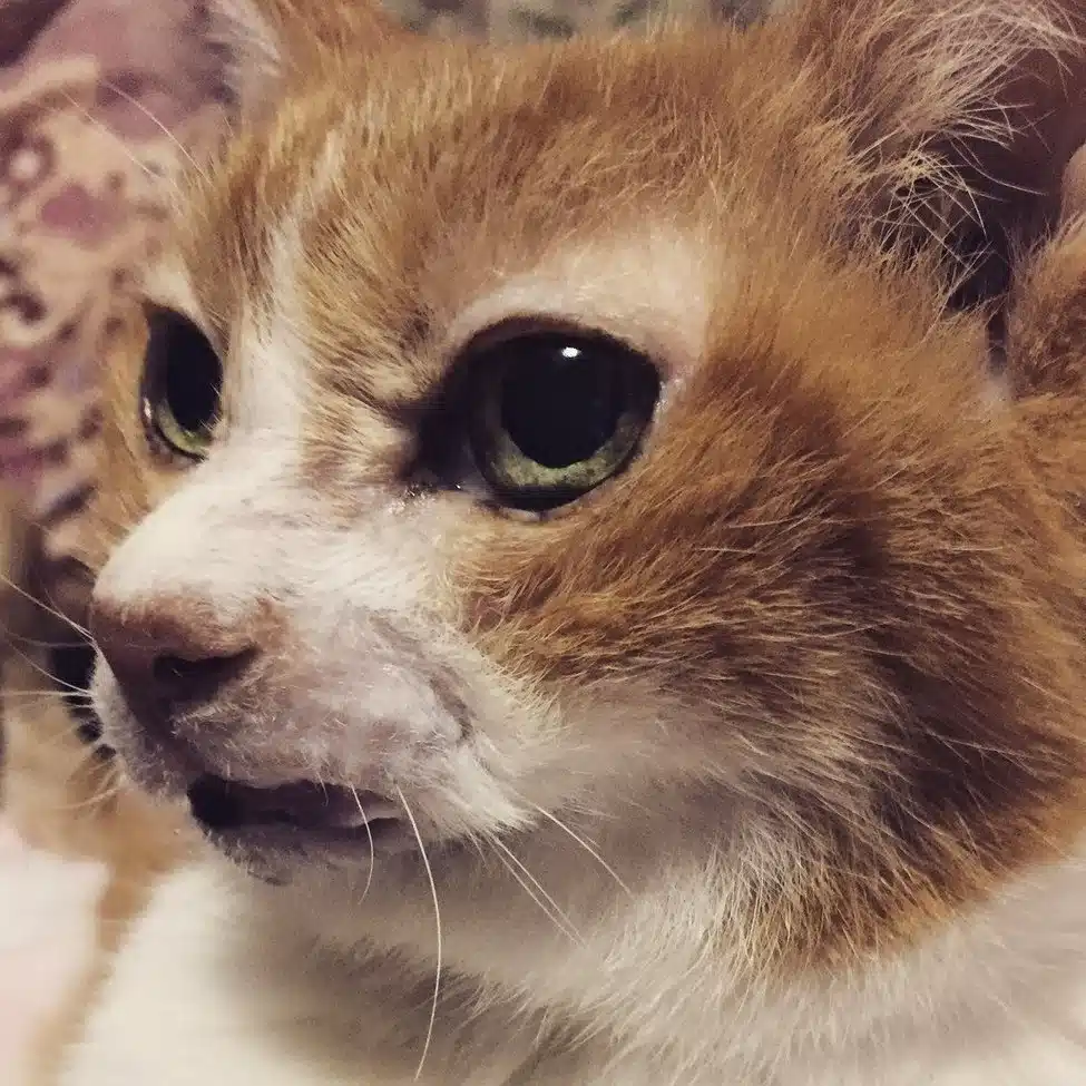 広翼