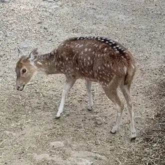 きのはる