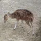 きのはる