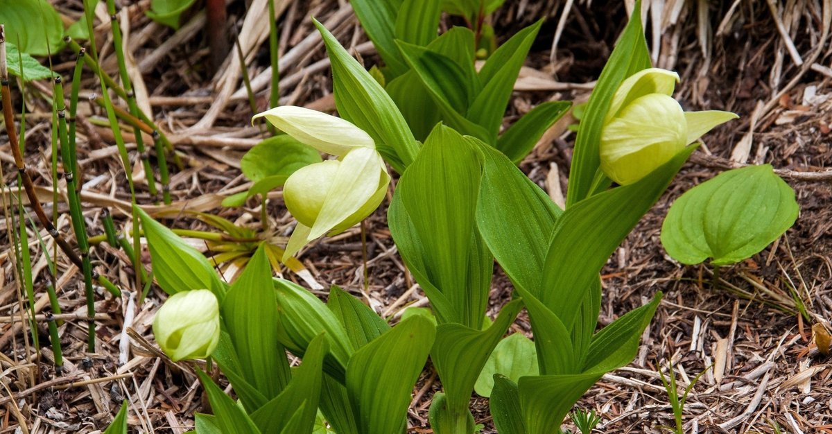 レブンアツモリソウ（礼文敦盛草：Cypripedium marcanthum var
