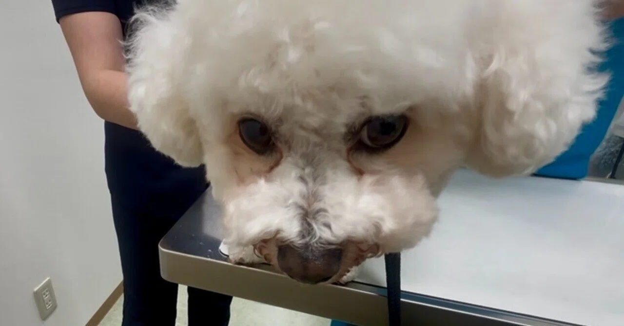 The dog who stays expressionless through shots, but groans once back in ...