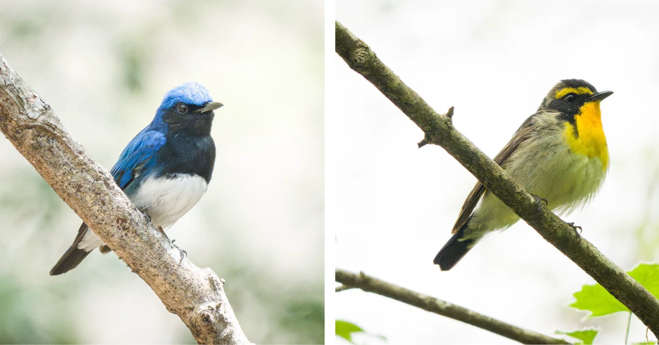 夏鳥到来！｜もん | 野鳥撮影