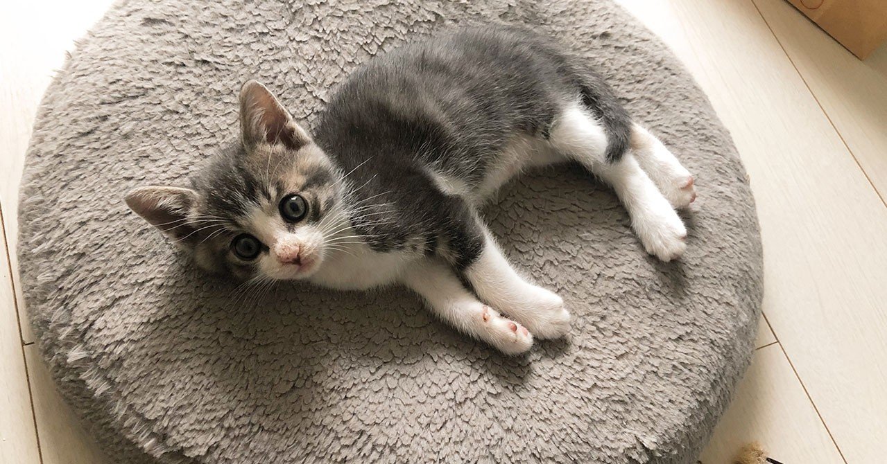 女の子だと思って育てていた子猫 男の子かもしれない Macco まっこ Note