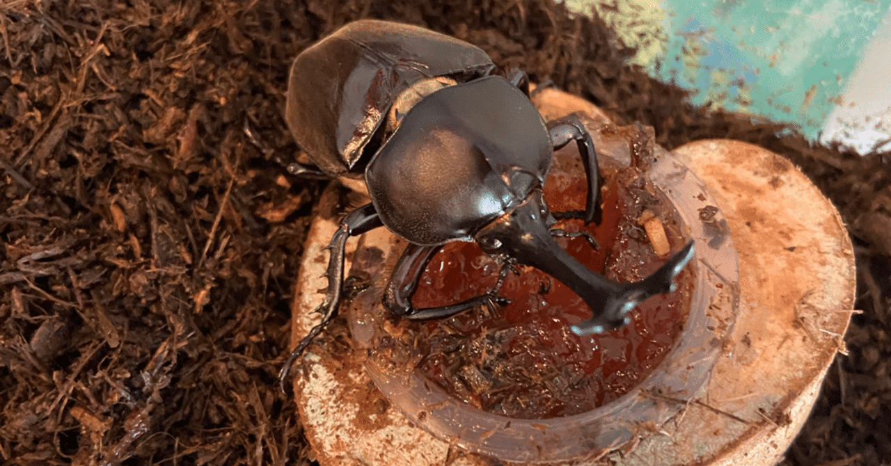 昼夜逆転 6 8 みわっち Note