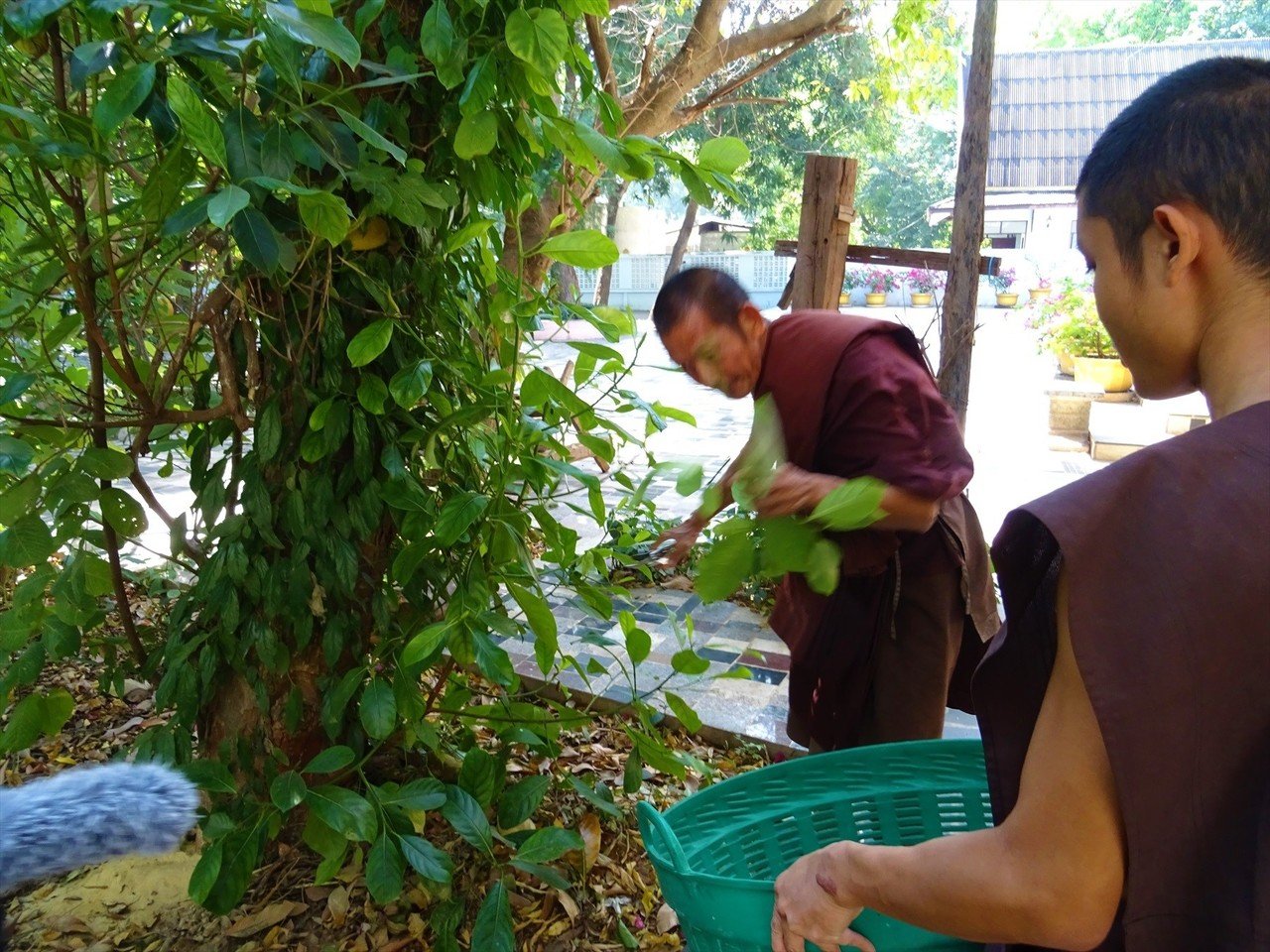 タイの麻薬中毒者の更生施設が寺院だった 後編 在住歴年が話したい本当のタイと見てきたこととうまい話と Note タイの麻薬中毒者の更生施設が寺院だった 後編 在住歴年が話したい本当のタイと見てきたこととうまい話と Note