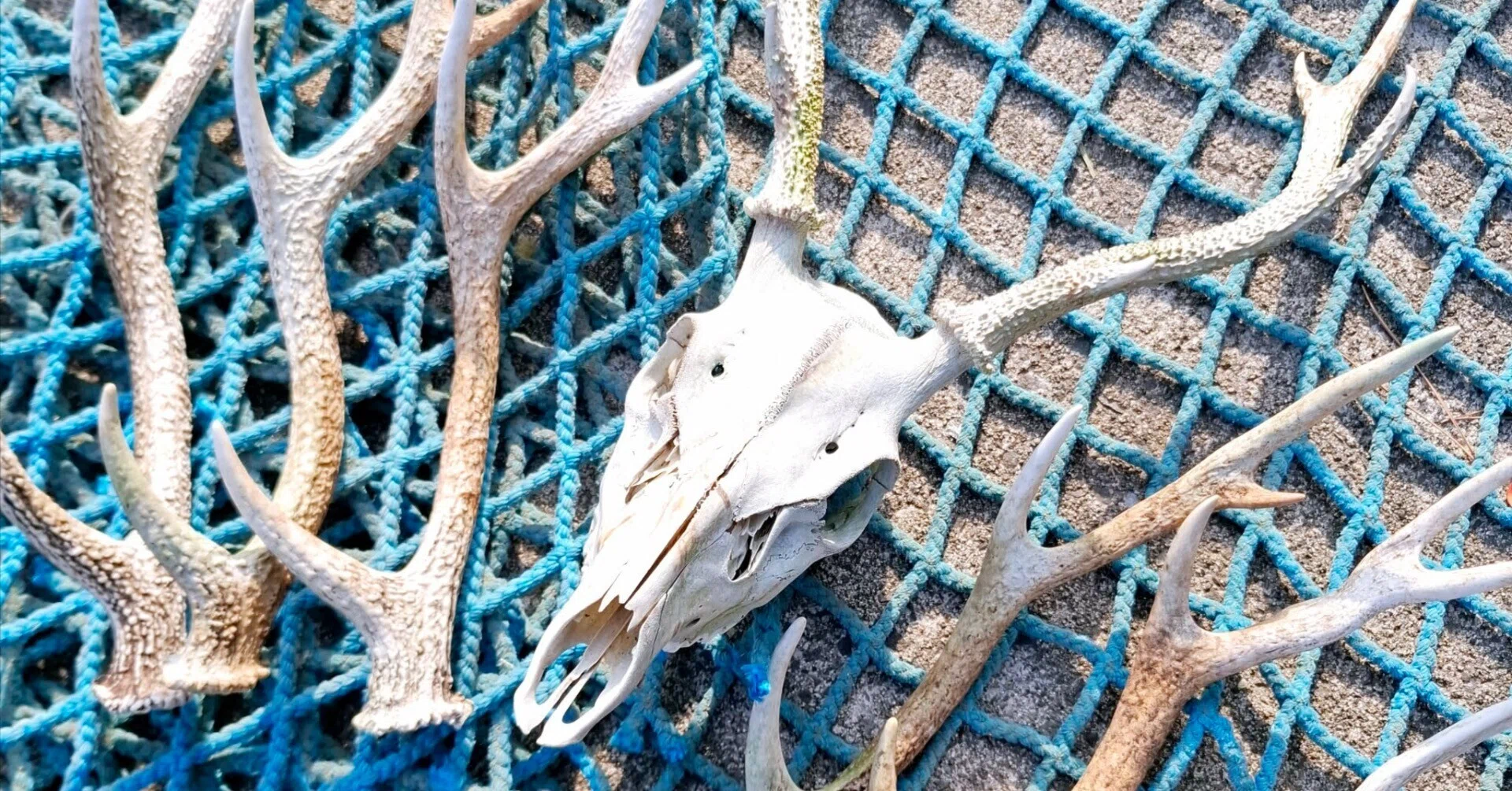 Encountering a Deer Skull on the Sacred Island of Kinkasan｜Yuko