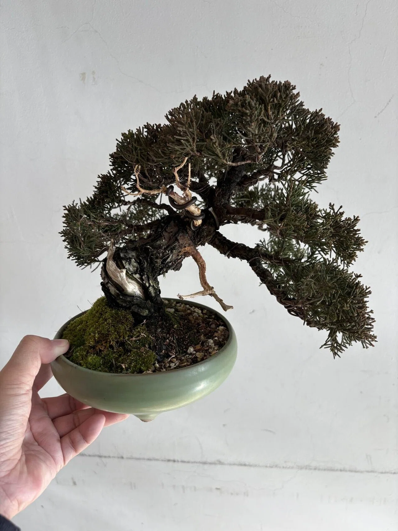 盆栽#47 展示会へ出せるまで②｜natural margins-盆佳庵-