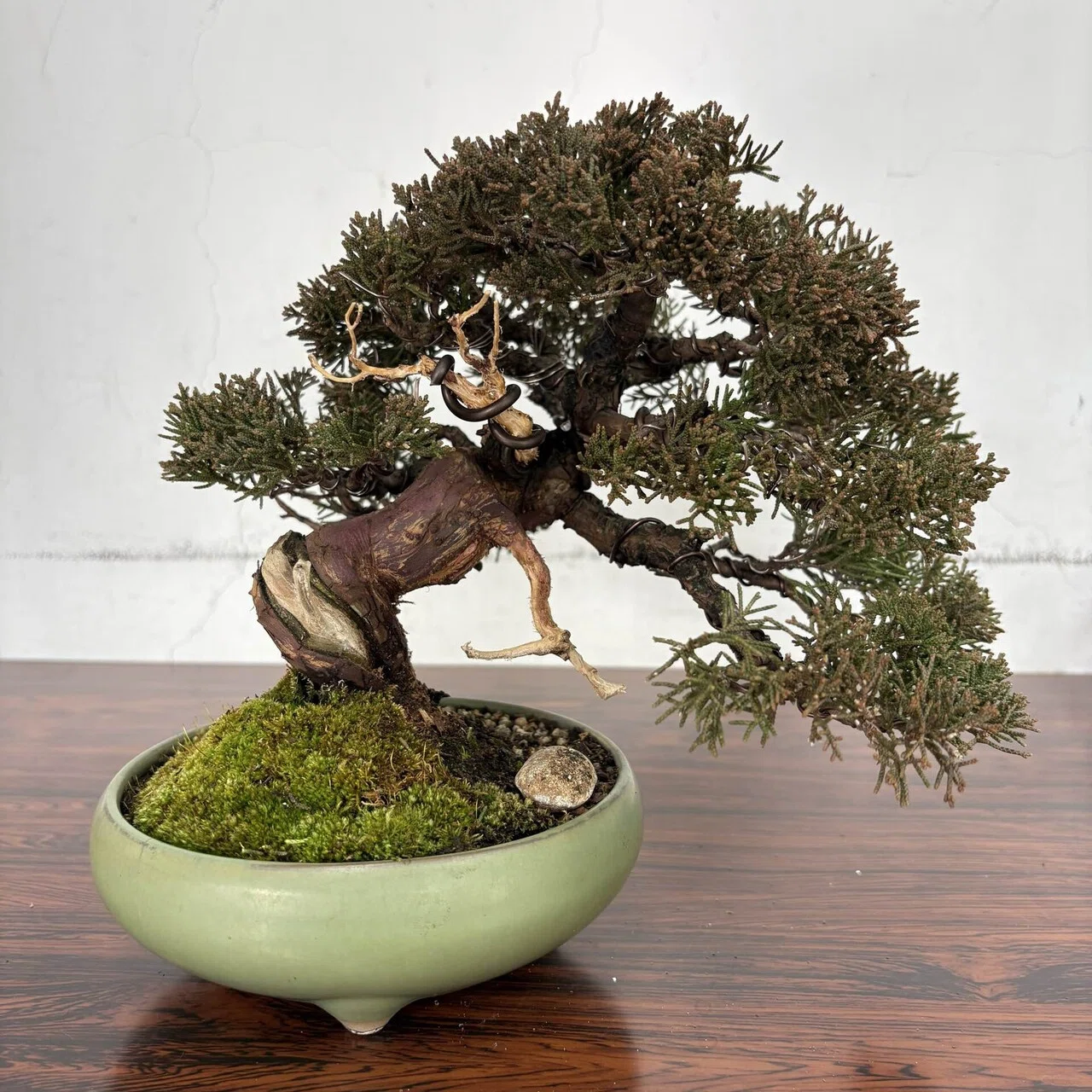 盆栽#47 展示会へ出せるまで②｜natural margins-盆佳庵-