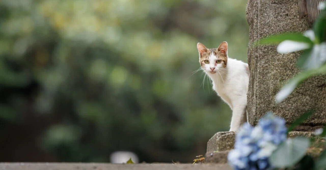 季節の角】｜猫写真家 猫田晃広（Akihiro Nekota）