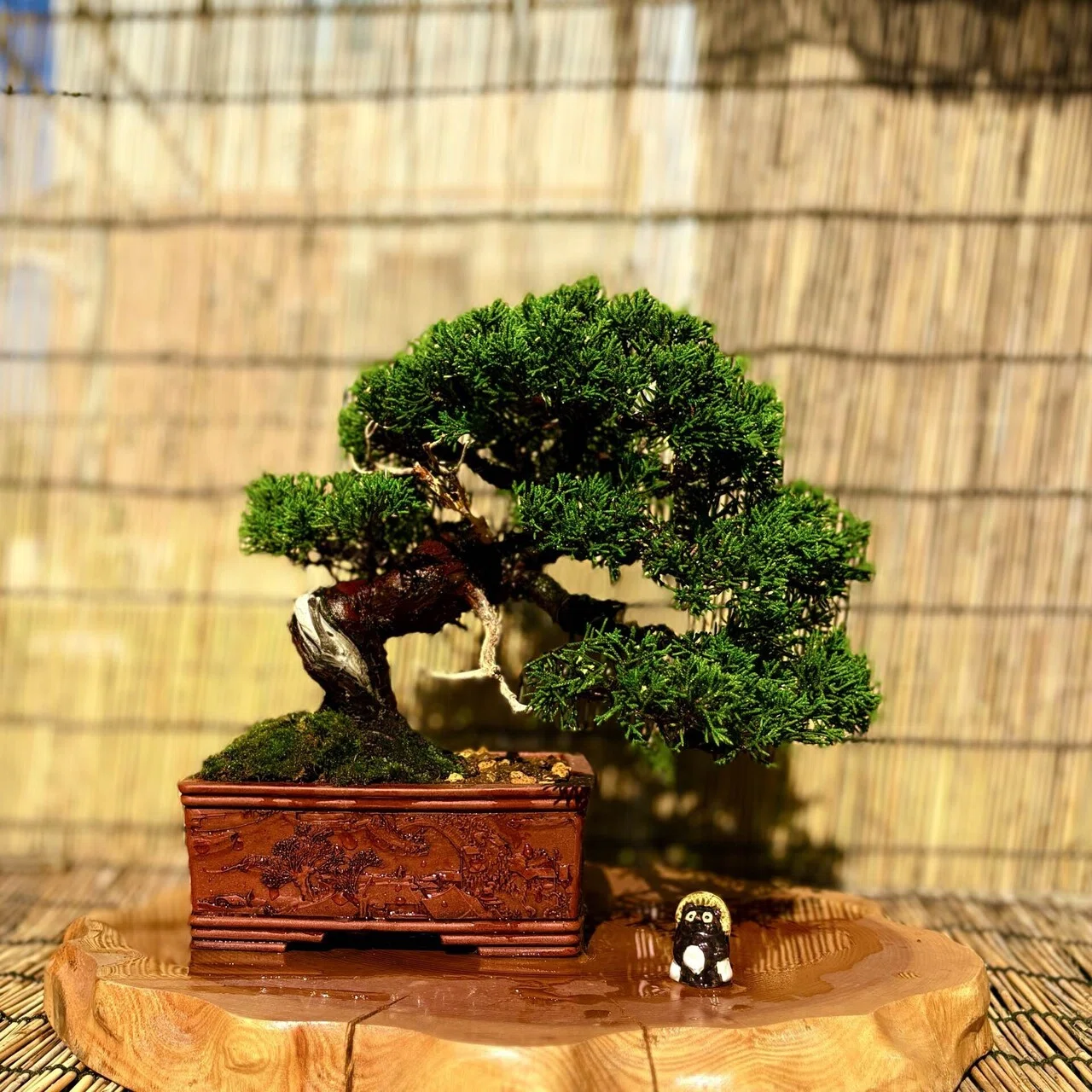 盆栽#48 展示会へ出せるまで③｜natural margins-盆佳庵-