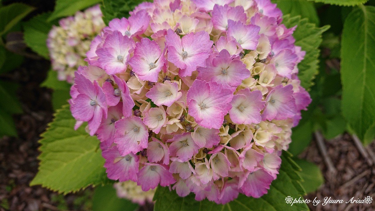 ❀紫陽花❀｜優羅ありさ