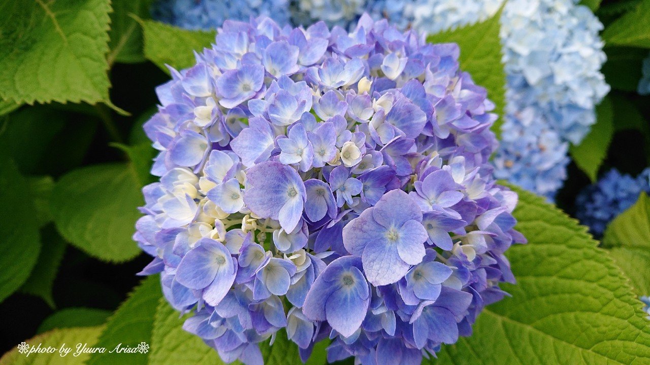 ❀紫陽花❀｜優羅ありさ