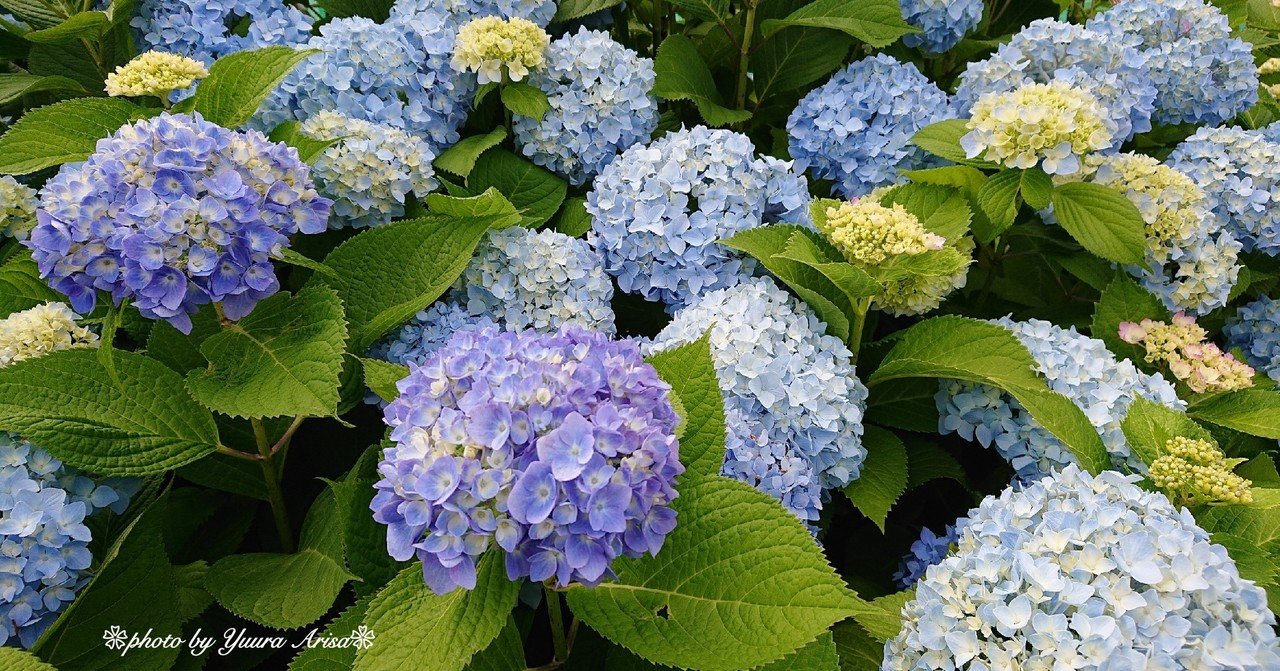 ❀紫陽花❀｜優羅ありさ