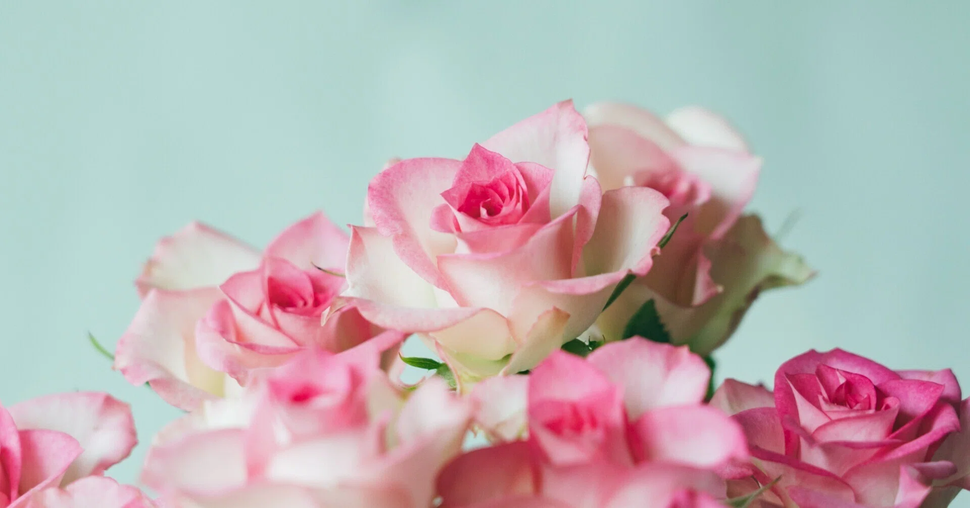 バラ — 千年の時を越えて、日本人に愛されてきた花｜Fragsphere