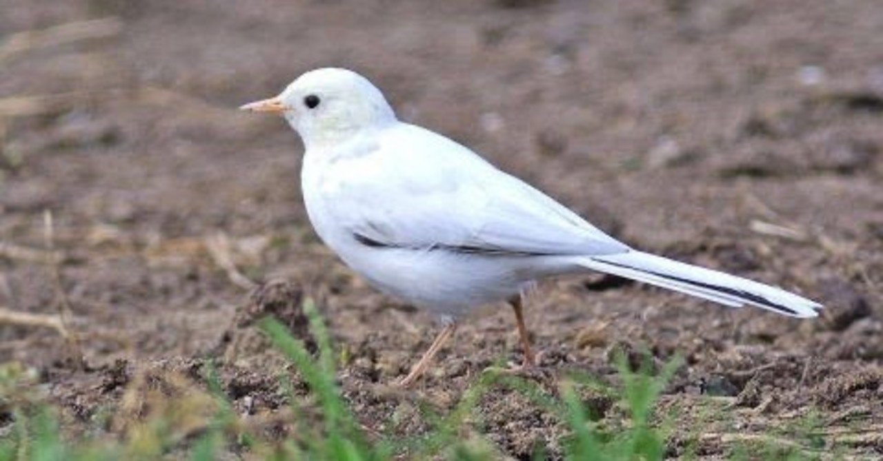 第1073回 おもしろい鳥 ⑴｜翆野 大地