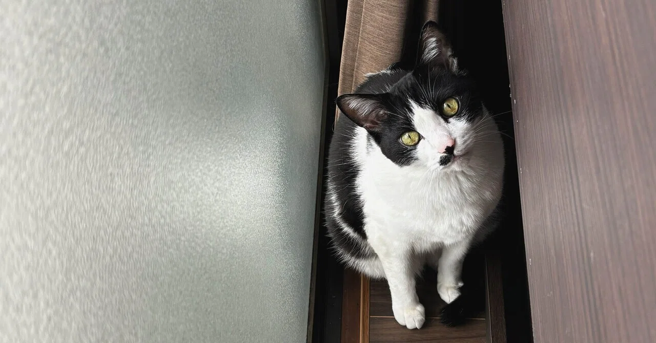 猫さんと私の日常Day41. 季節ごとの特等席｜いろ