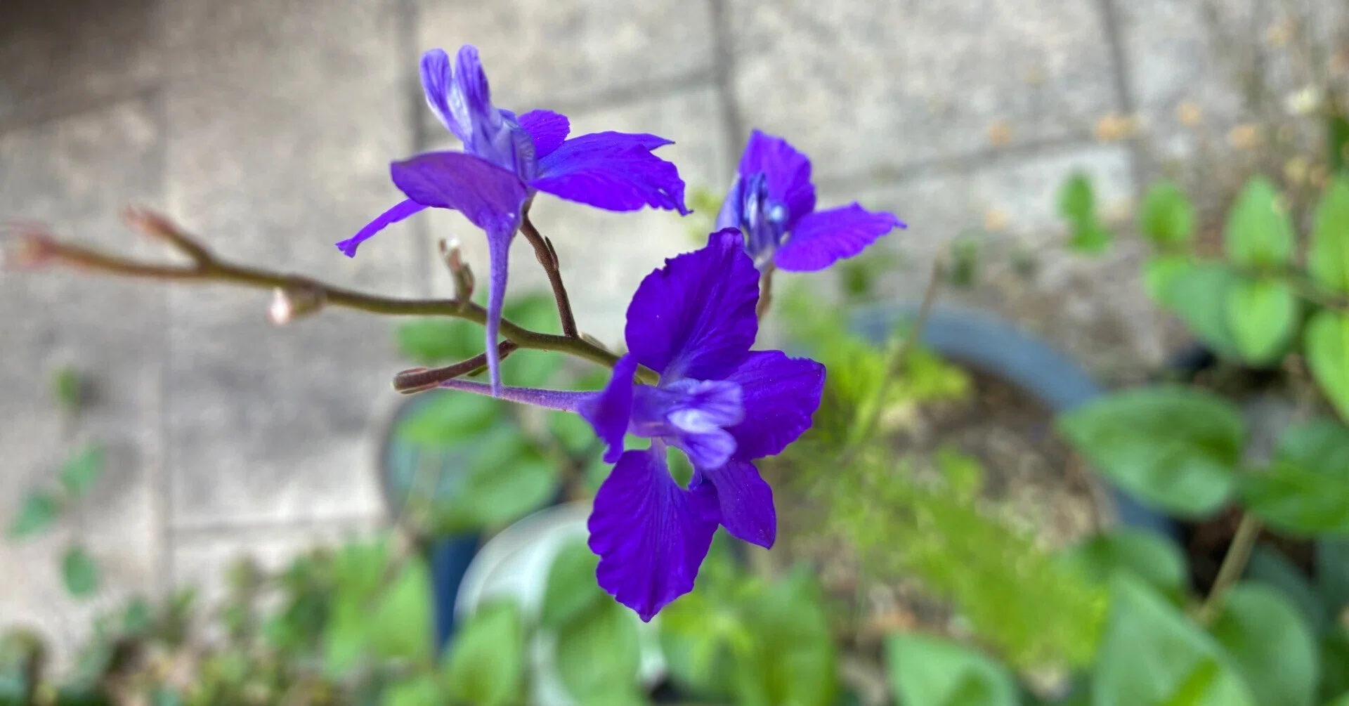 伸びやかな花姿見せ千鳥草｜西野圭果♡