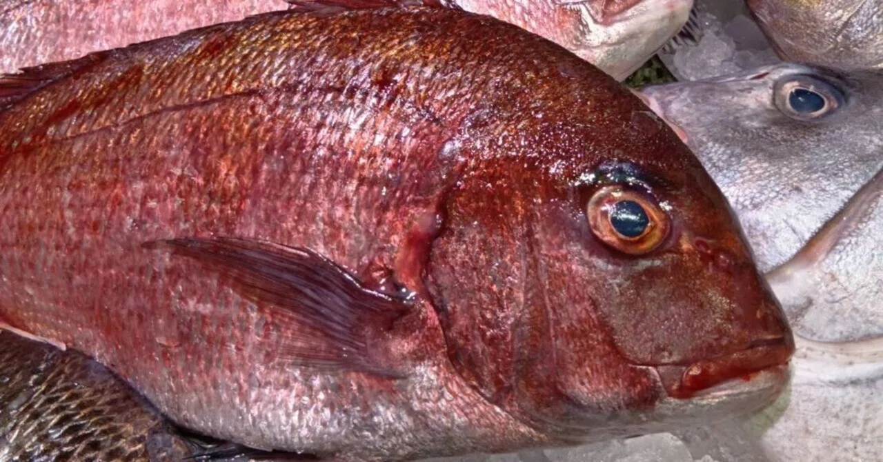 [Part 1] What kind of fish is red sea bream? It's not just for ...