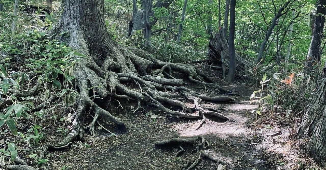 Ankle-kun, Filing for Workers' Comp: Trail Running｜思考スケッチ