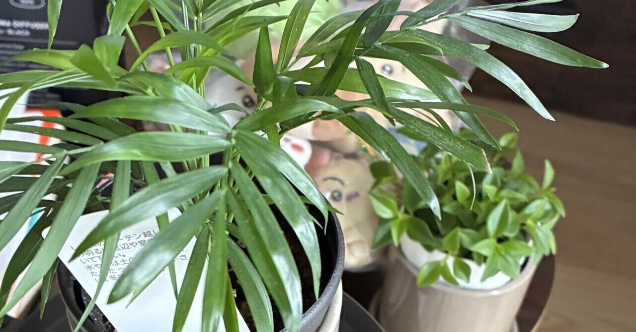 毎日の変化が楽しい。観葉植物たちの“成長サイン”を見逃さない暮らし