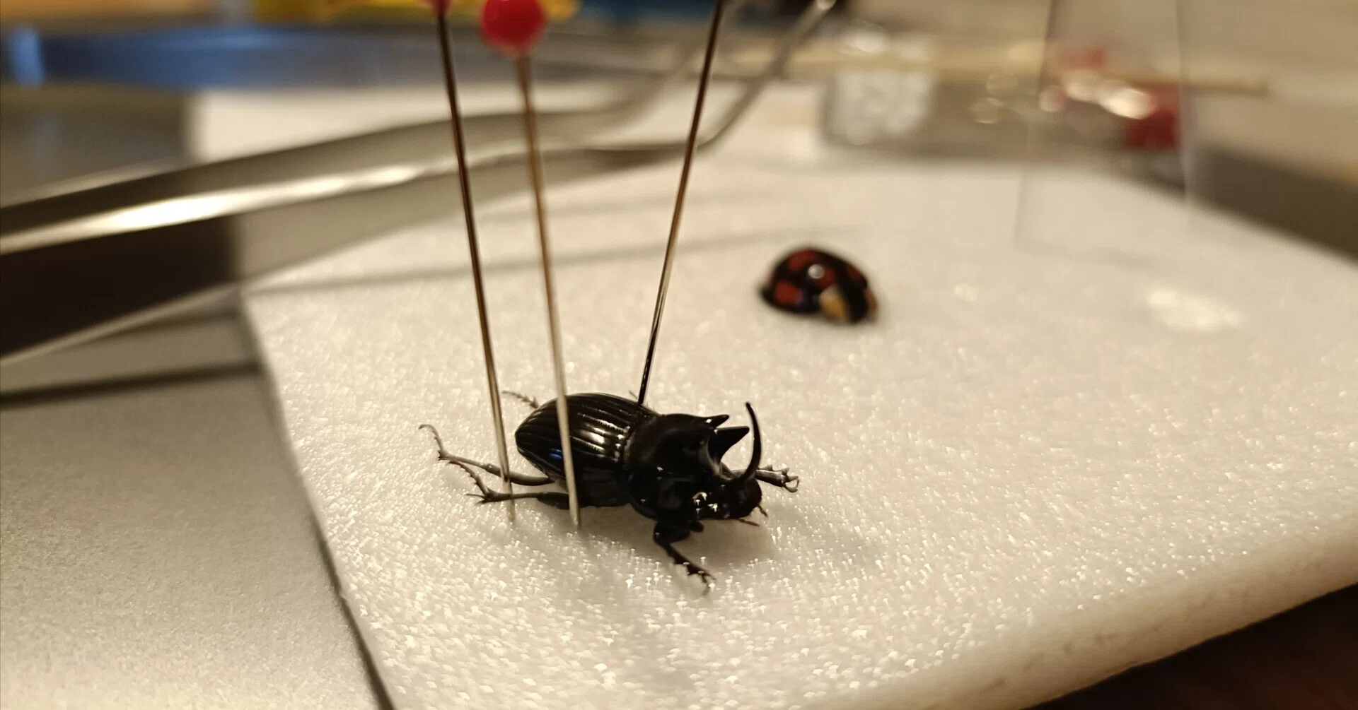 虫の標本づくりで心が整う｜arashun/獲る、食べる、考える人