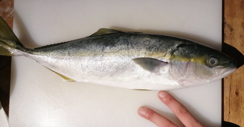 魚捌く系youtuberを紹介する記事 ふじもとあつし Note 魚捌く系youtuberを紹介する記事 ふじもとあつし Note