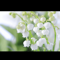 卒業式のあの子の花束 すずらん Note
