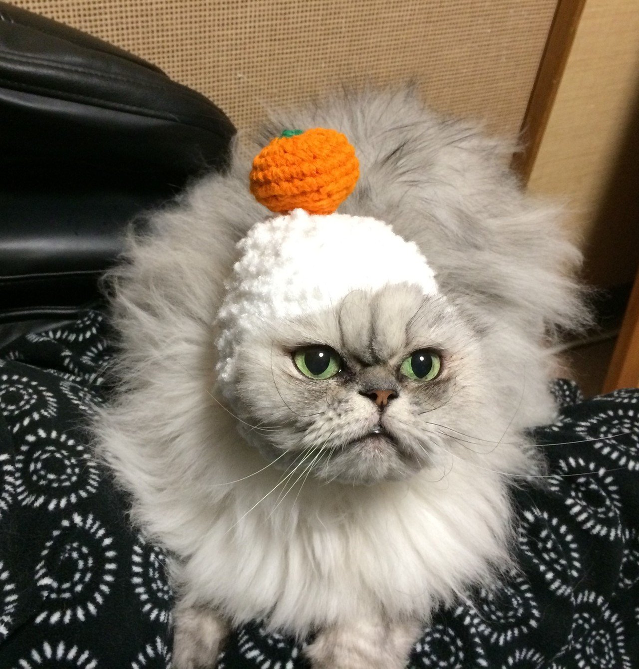 私の前から「たぬき」が消えていった｜牧野 准子｜note