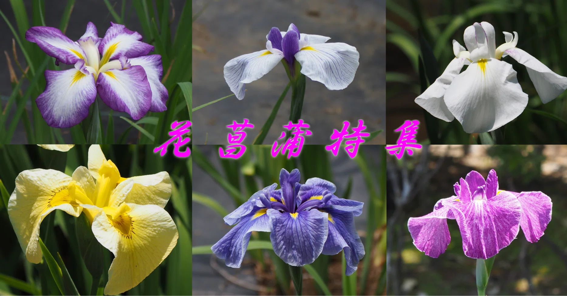 菖蒲　ハナショウブ　アヤメ 花日誌 2026/05 第4週： ハナショウブ（アヤメ科アヤメ属） ｜石川佳