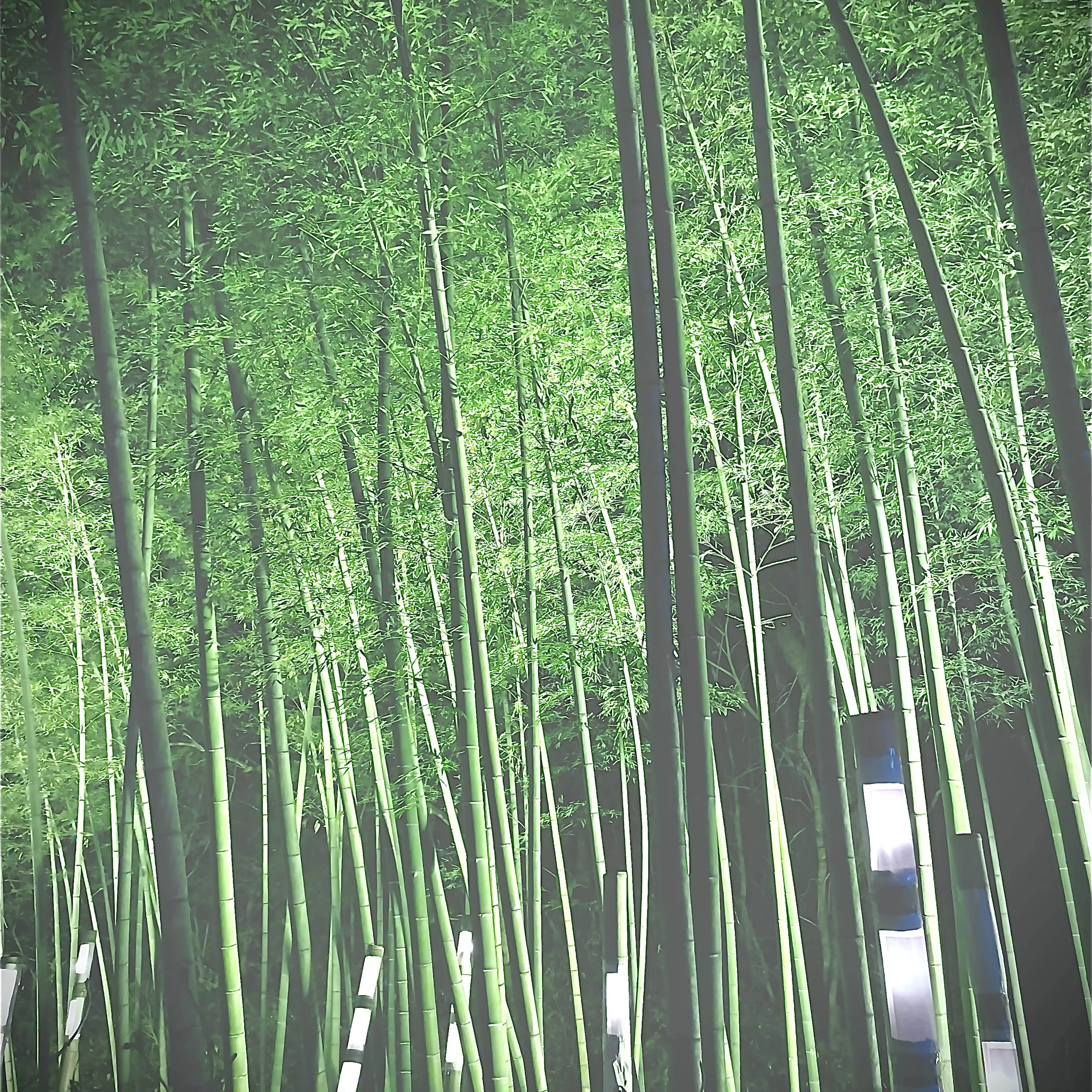 もうりまこ　寺嫁はエステティシャン