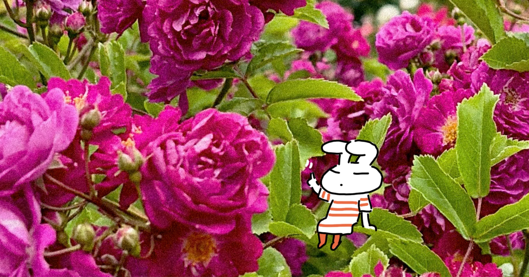 横浜はバラの季節。｜さとひ（渡辺裕子）