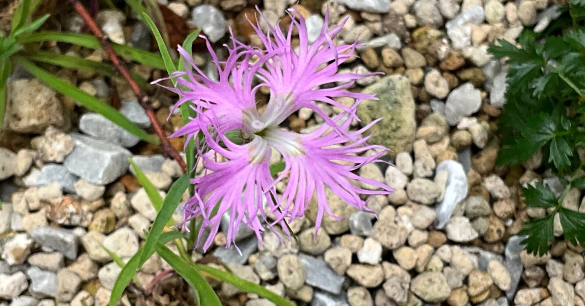 タカネナデシコ（京都府立植物園）：2026年5月23日（土）｜藤井秀昭