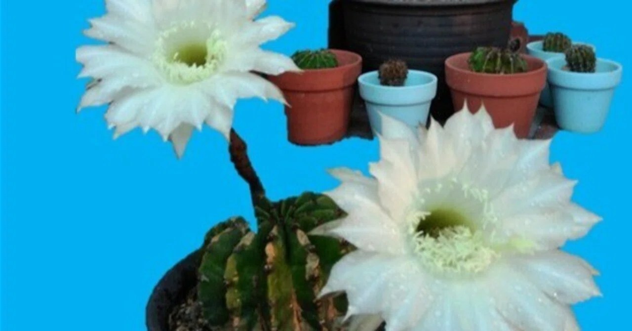 サボテンの花が咲いた 2026｜takki