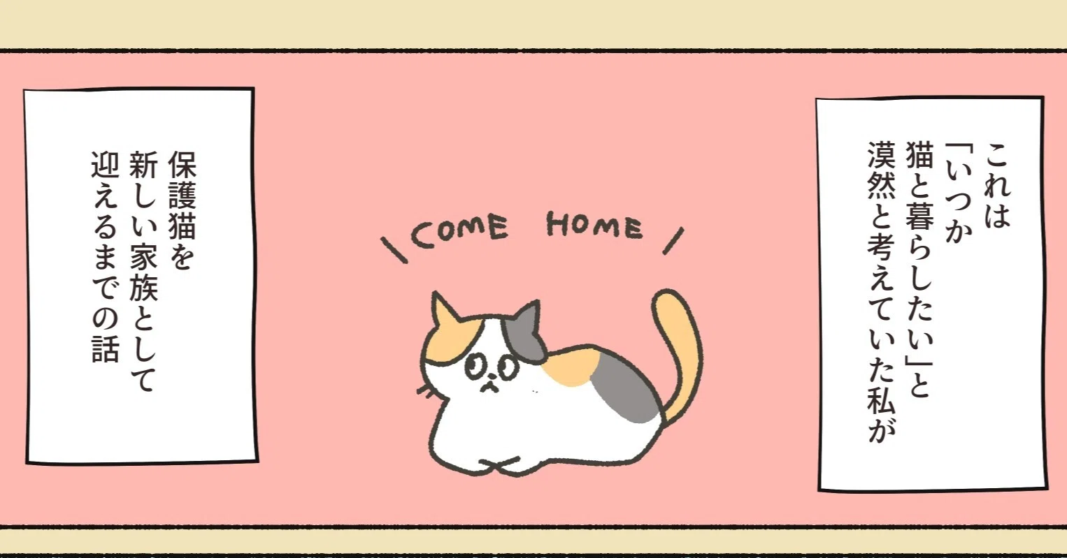 保護猫ちゃんを家にお迎えするまでの話①｜オキエイコ