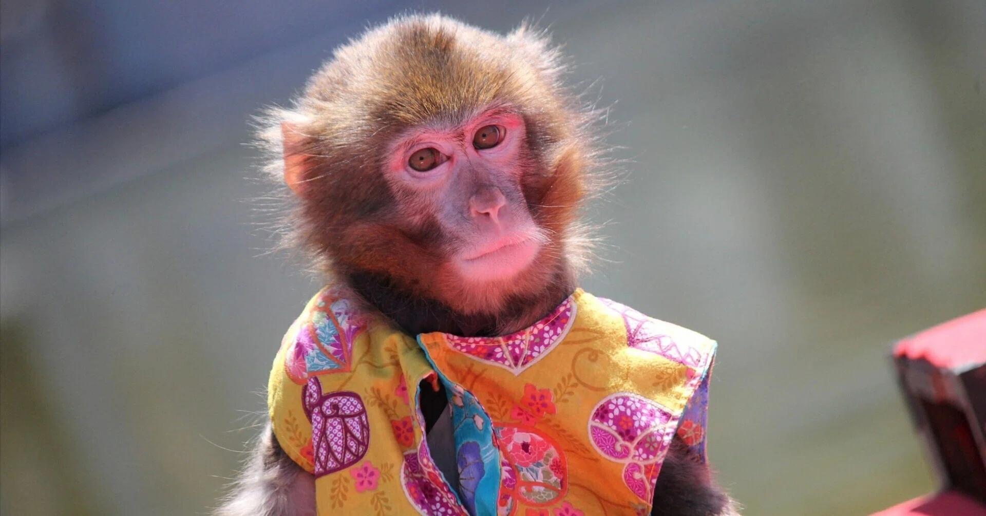 The First Year: A Growth Map of Baby Japanese Macaques生後1年間の