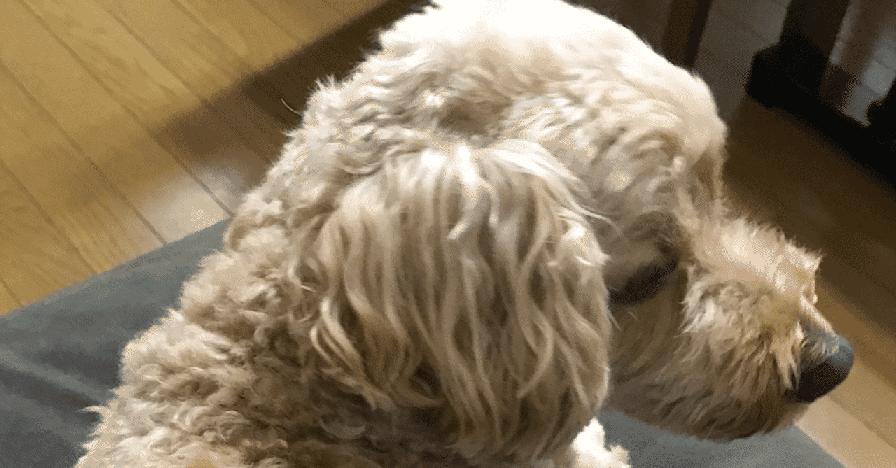 野な ペパーミント 博物館 入れ歯 犬 トイ プードル Pwx Jp 野な ペパーミント 博物館 入れ歯 犬 トイ プードル Pwx Jp