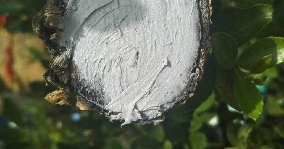 ツゲの木の剪定に癒合剤がなくて 50代ママ 夢の海外移住まで Note