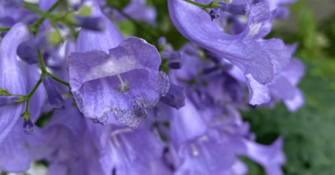 大根の花 の新着タグ記事一覧 Note つくる つながる とどける