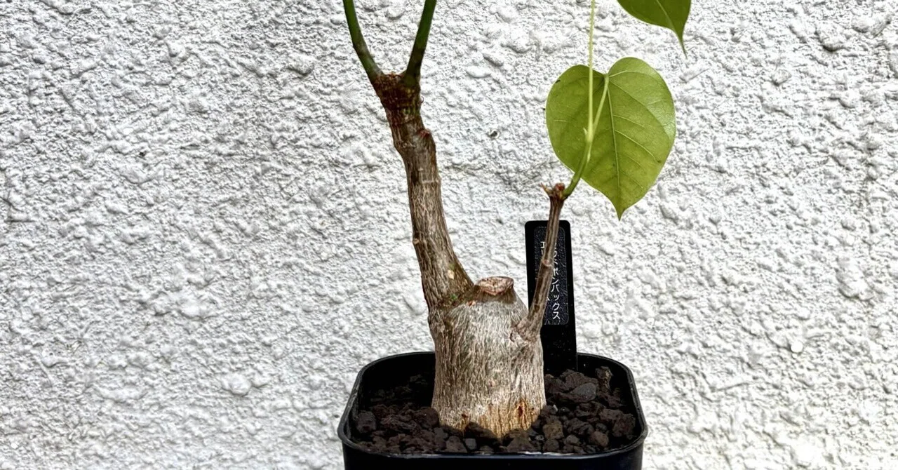 プセウドボンバックス|エリプティクム|偽りの姿｜cova 塊根植物に沼っ