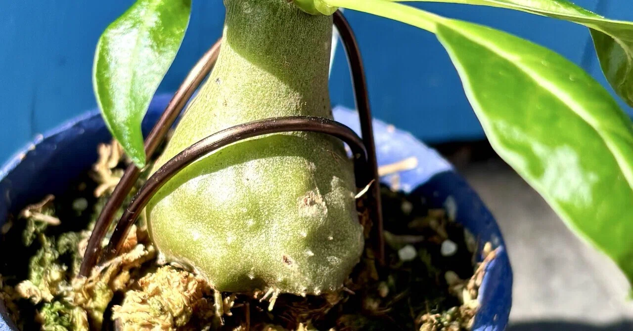ヒドノフィツム|フォルミカルム|アリ植物②｜cova 塊根植物に沼った