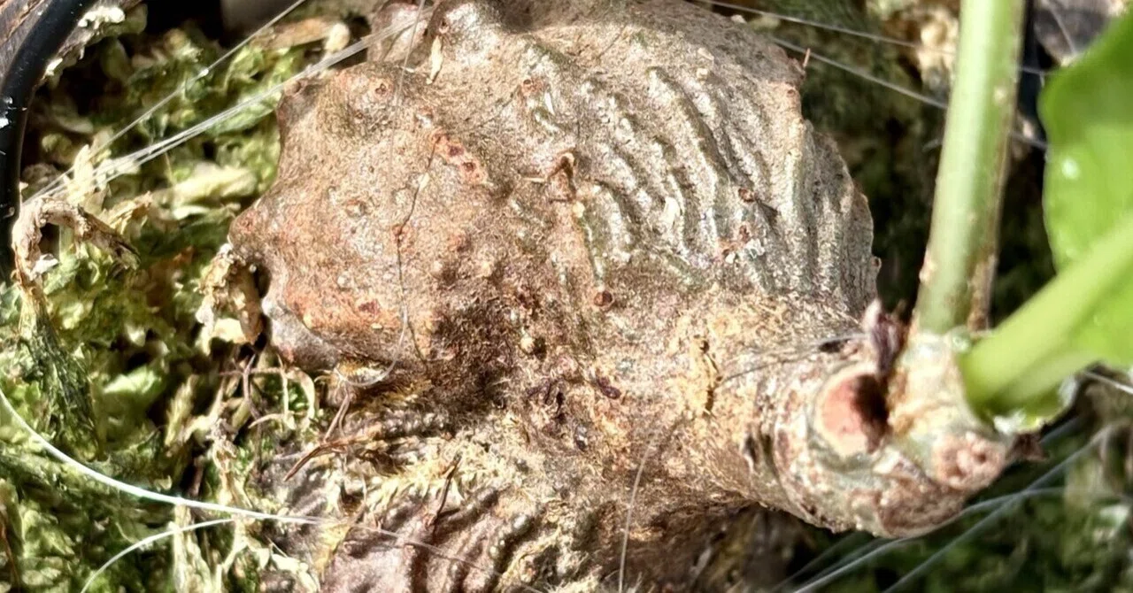 ミルメコディア|ツベローサ|アリ植物①｜cova 塊根植物に沼った美容師