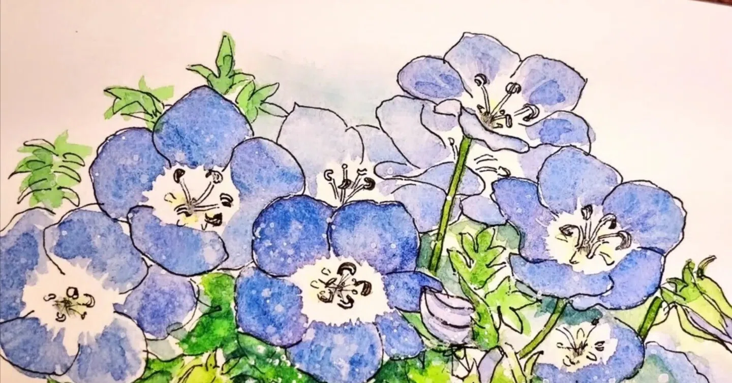 ネモフィラ畑の思い出を、水彩で描く｜kamo